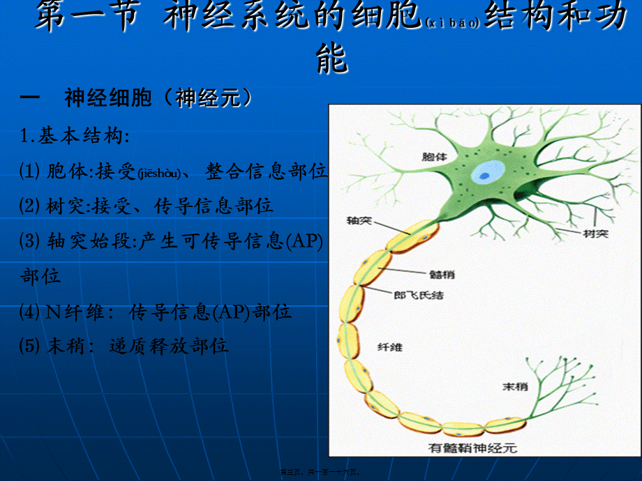 2022年医学专题—第六章-神经系统-修改(1).ppt_第3页