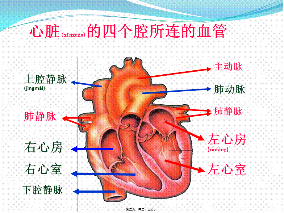 2022年医学专题—二尖瓣狭窄伴关闭不全导致的症状(1).ppt_第2页