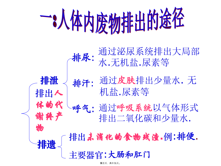 人体内的废物排出.pptx_第3页