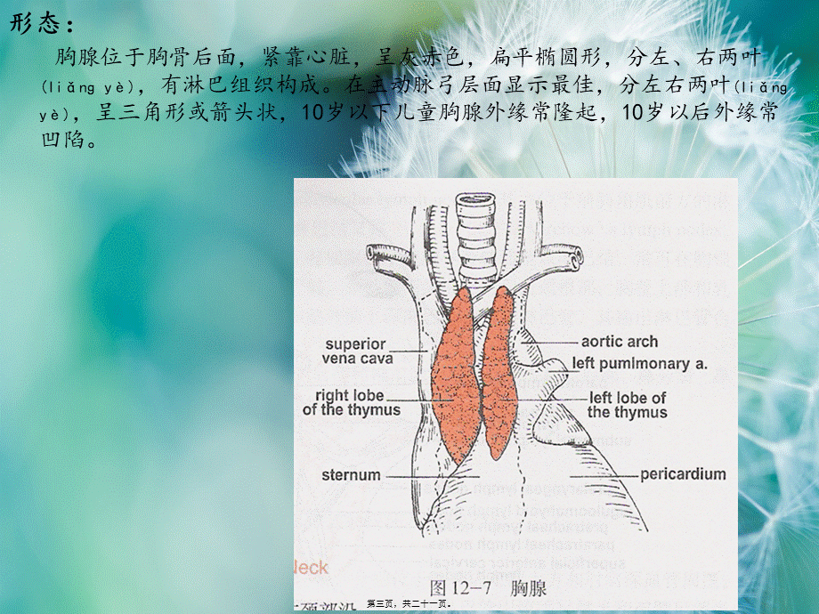 2022年医学专题—胸腺瘤(1).ppt_第3页