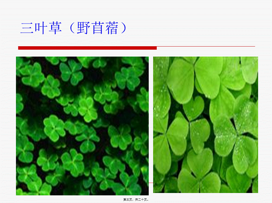 华法林中毒教学查房.pptx_第3页