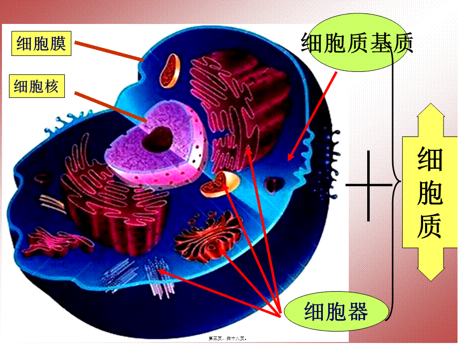 2022年医学专题—必修1-分子与细胞-第2节-细胞器──系统内的分工合作-(1)(1).ppt_第3页