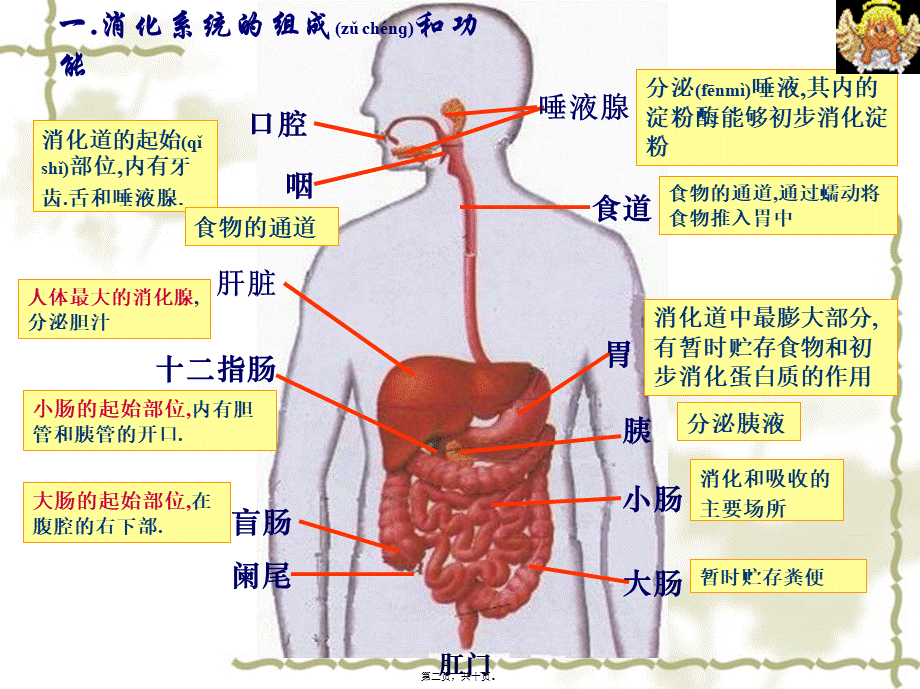 2022年医学专题—一消化系统的组成和功能.ppt_第2页