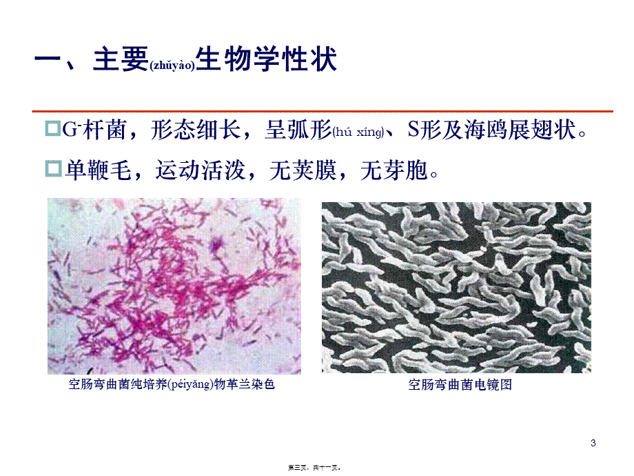 2022年医学专题—空肠弯曲菌及幽门螺杆菌(1).ppt_第3页