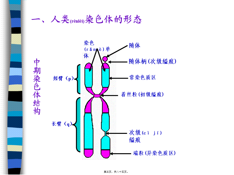 2022年医学专题—第七章-染色体病-36(1).ppt_第3页