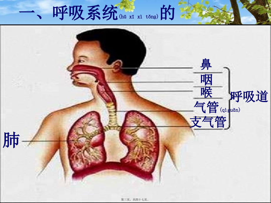 2022年医学专题—呼吸道对空气的处理-(用).ppt_第3页