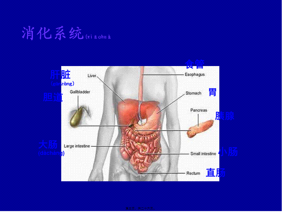 2022年医学专题—第四篇---消化系统疾(1).ppt_第3页
