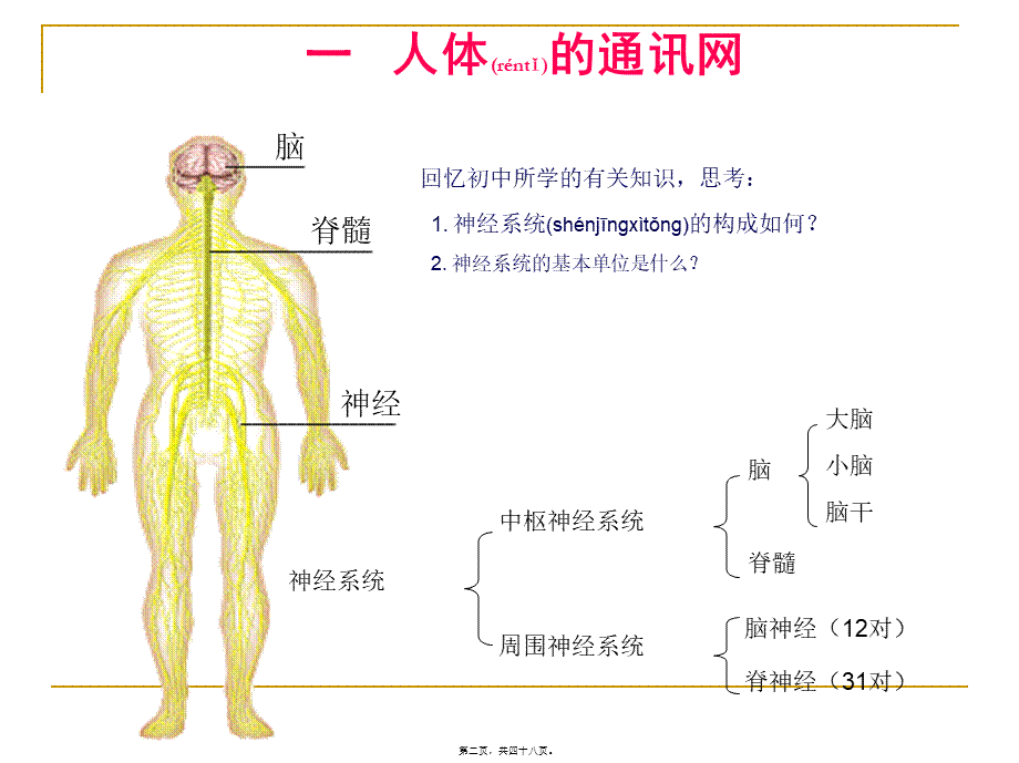 2022年医学专题—人体生命活动的神经调PPT(1).ppt_第2页