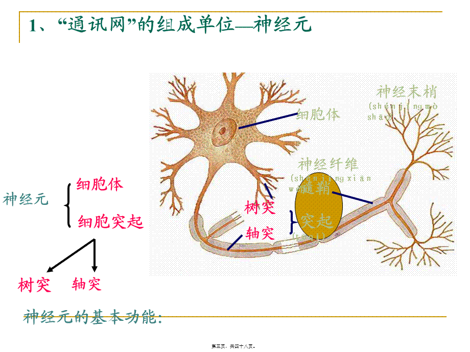 2022年医学专题—人体生命活动的神经调PPT(1).ppt_第3页