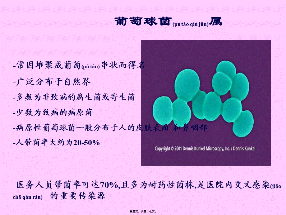 2022年医学专题—常见致病菌-1(1).ppt_第3页