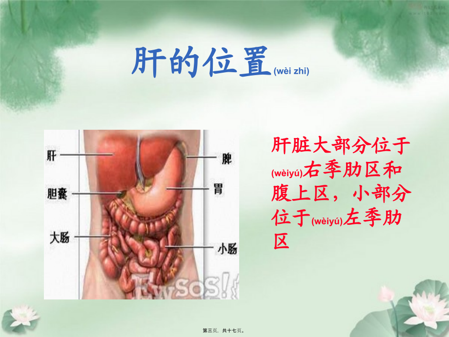 2022年医学专题—肝的大体形态及镜下结构.ppt_第3页