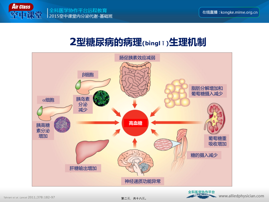 2022年医学专题—口服降糖药的机制.ppt_第2页