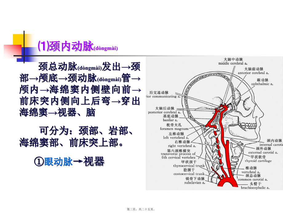 2022年医学专题—脑和脊髓的被膜、血管及脑脊液循环【2】.ppt_第3页