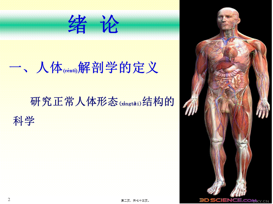 2022年医学专题—chapter01骨学(1).ppt_第2页