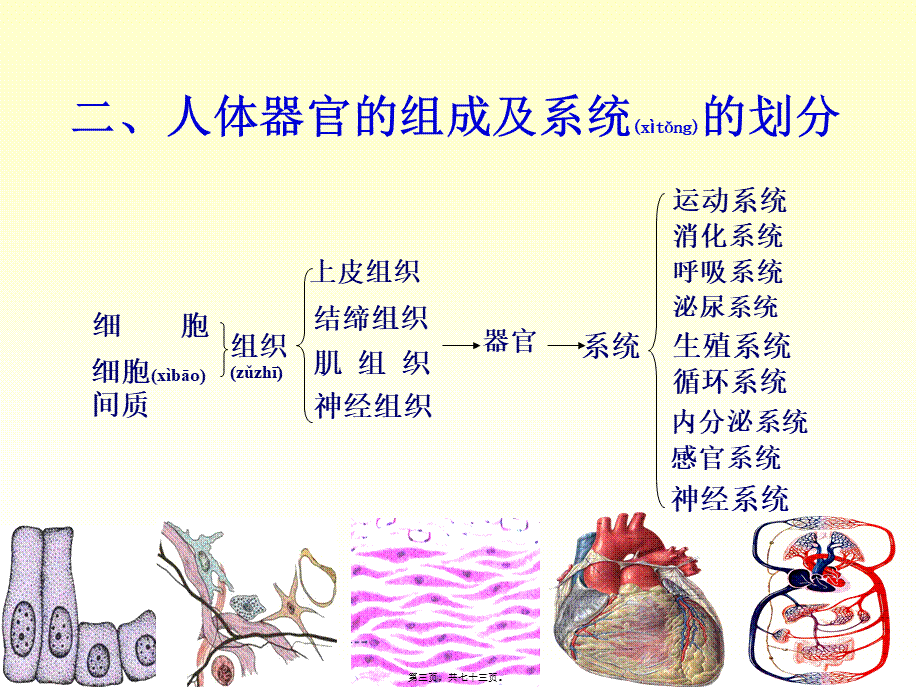 2022年医学专题—chapter01骨学(1).ppt_第3页