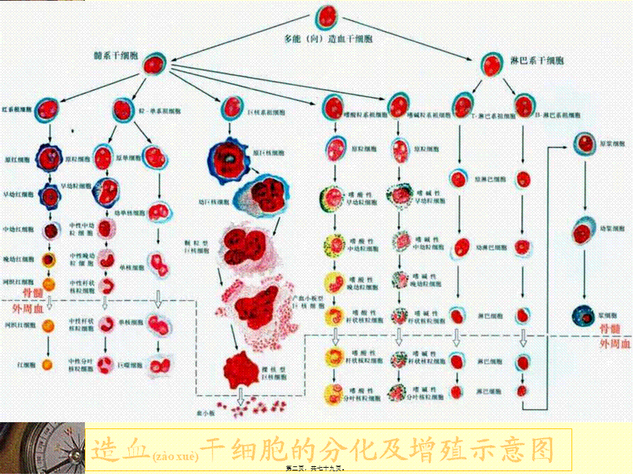 2022年医学专题—白血病讲课PPT(1).ppt_第2页