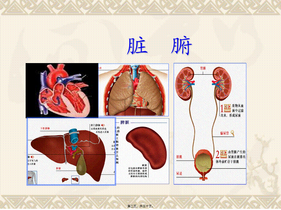 2022年医学专题—人体的结构与功能(1).ppt_第2页