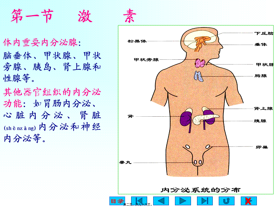 2022年医学专题—第13章--内分泌生理(1).ppt_第2页