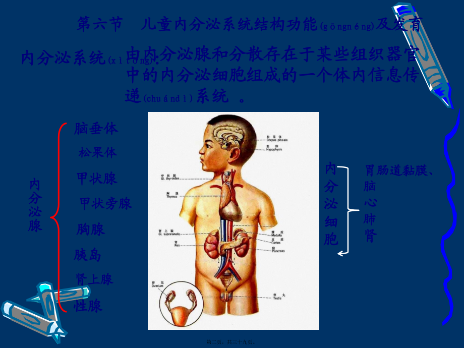 2022年医学专题—第七章-内分泌系统结构和功能.ppt_第2页