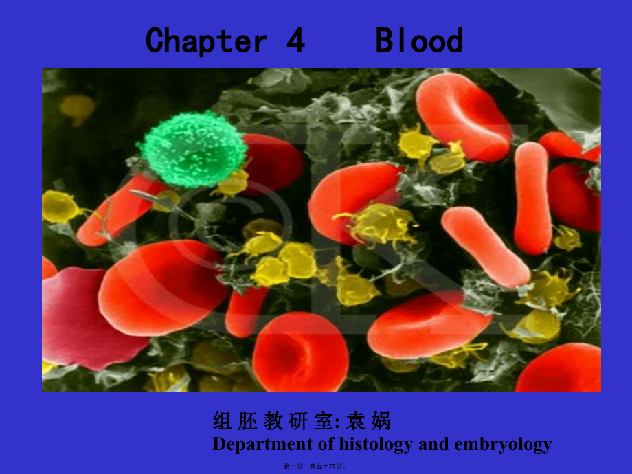 2022年医学专题—组织学与胚胎学-血液-双语教学.ppt_第1页