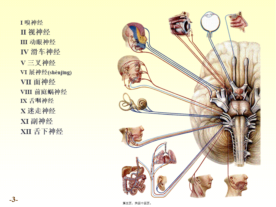 2022年医学专题—chapter脑神经精讲(1).ppt_第3页