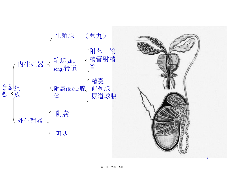 2022年医学专题—生殖会阴腹膜内分泌-系统详细..ppt_第3页