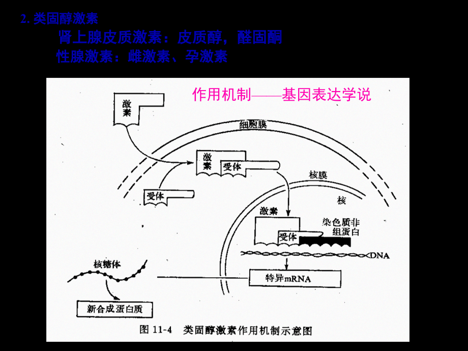 促甲状腺激素释放激素.pptx_第3页