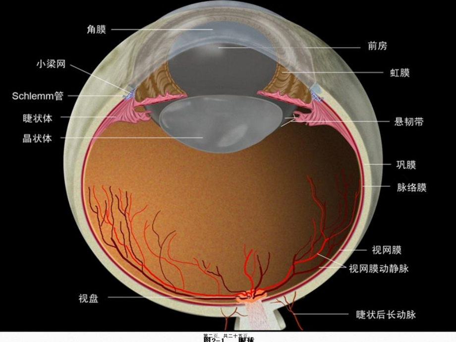 2022年医学专题—糖尿病性视网膜病变的眼部表现.ppt_第2页