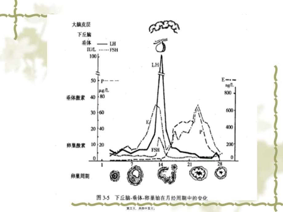 内分泌激素解读.pptx_第3页