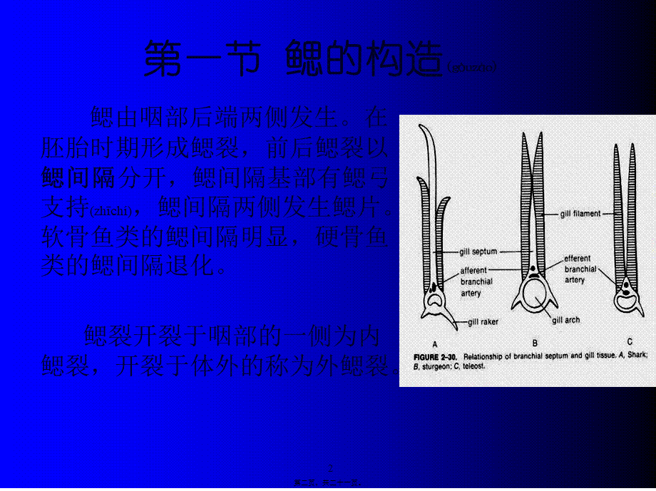 2022年医学专题—第六章--呼吸系统(1).ppt_第2页