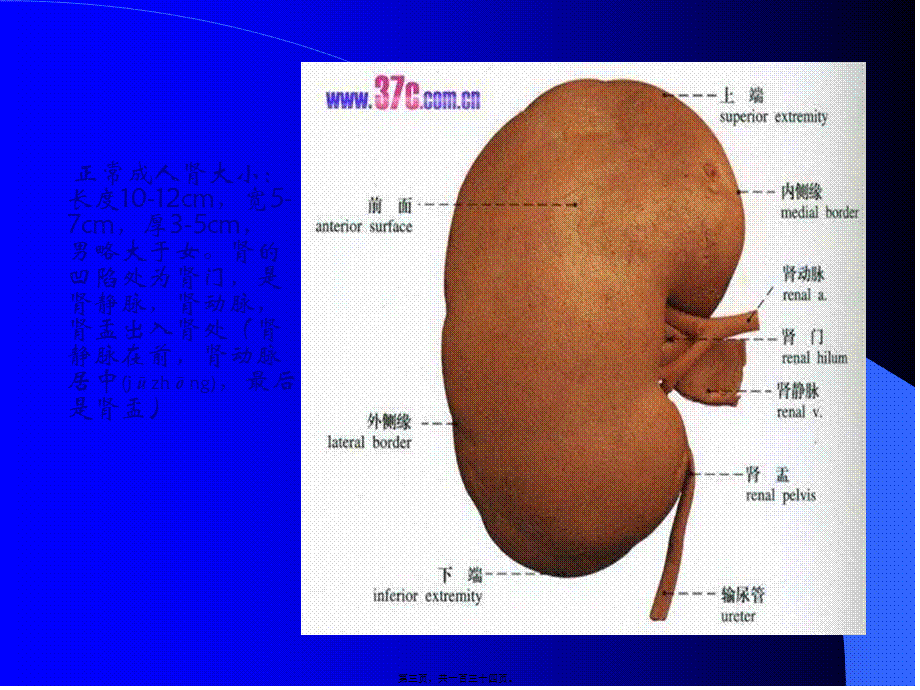 2022年医学专题—.泌尿系统及前列腺超声检查(1).ppt_第3页