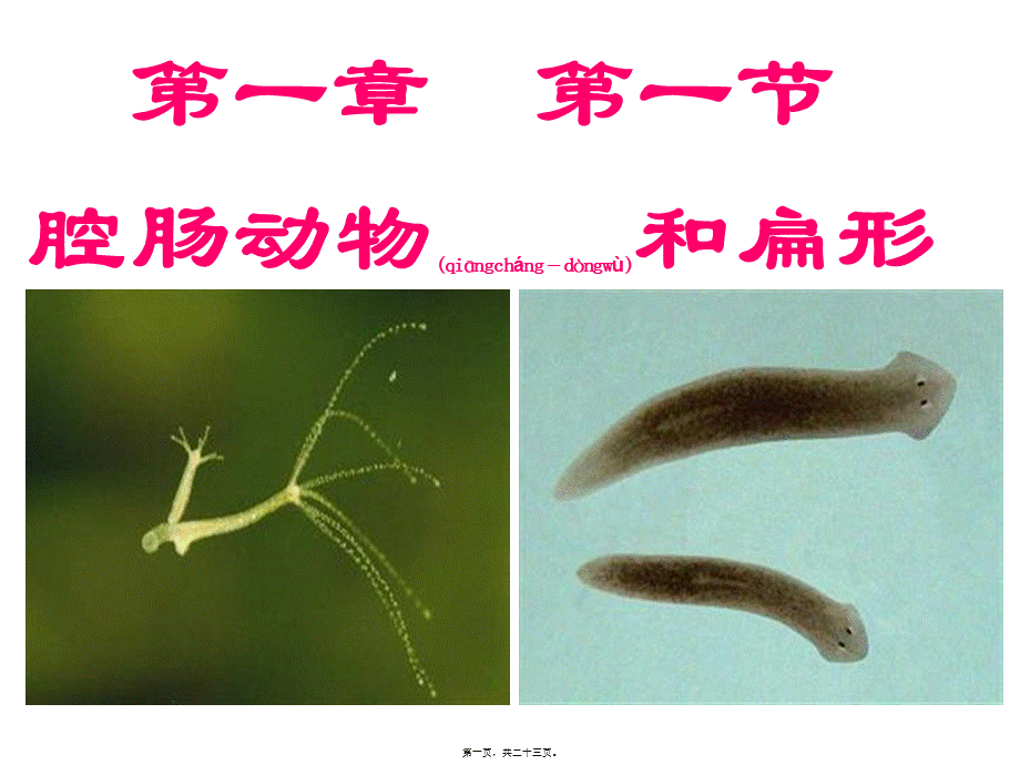 2023年医学专题—5.1.1腔肠动物和扁形动物-(共22张PPT)(1).ppt_第1页