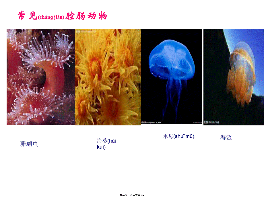 2023年医学专题—5.1.1腔肠动物和扁形动物-(共22张PPT)(1).ppt_第2页