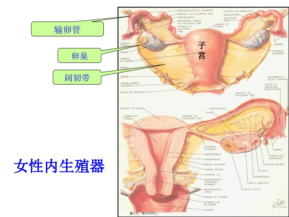 妊娠病异位妊娠.pptx_第2页