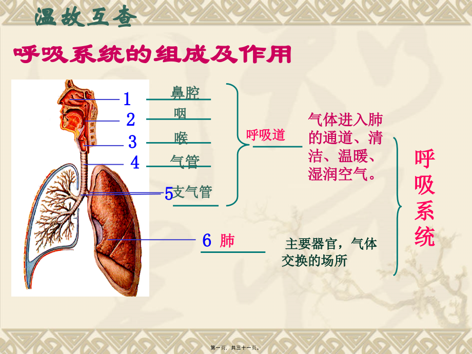 发生在肺内的气体交换PPT).pptx_第1页