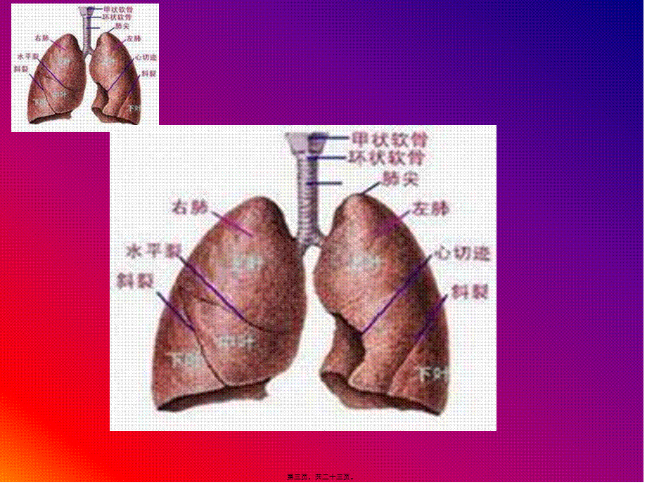 2022年医学专题—咯血的初步抢救(1).ppt_第3页