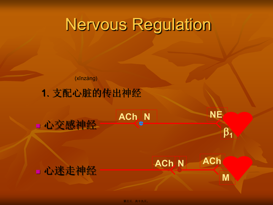 2022年医学专题—生理血液循环7.ppt_第3页