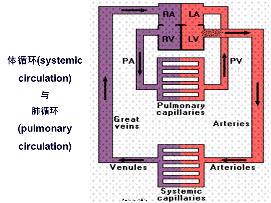 2022年医学专题—七章血液循环-PPT文档(1).ppt_第2页