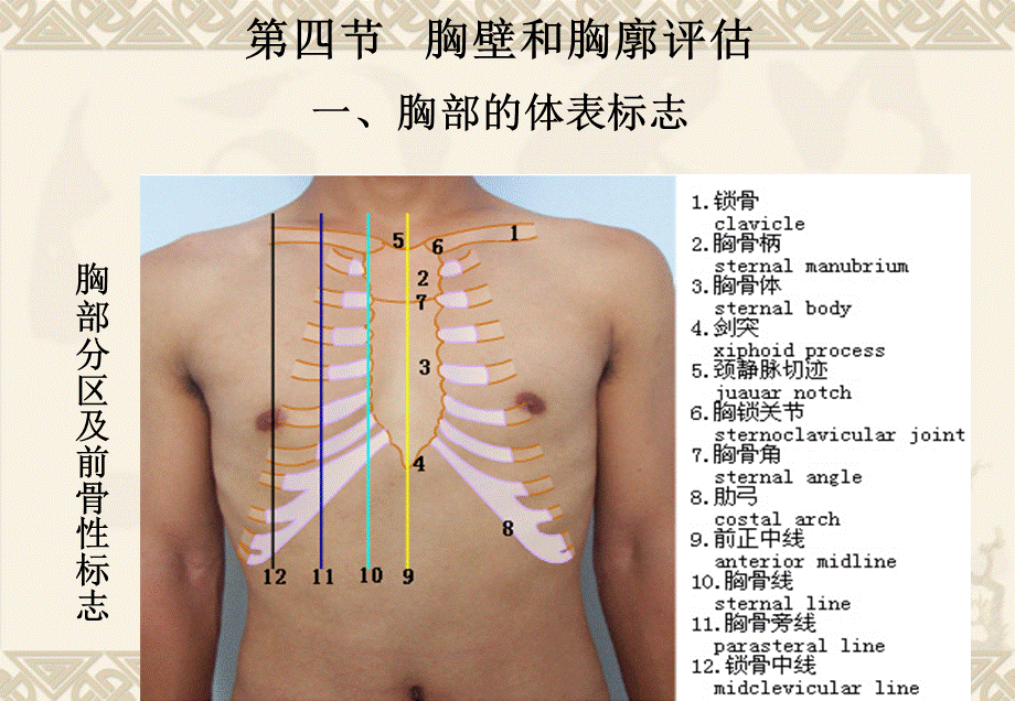 chapter4肺与胸膜评估(1).ppt_第3页