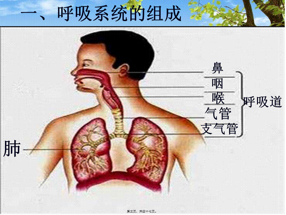 呼吸道对空气的处理-(用).pptx_第3页