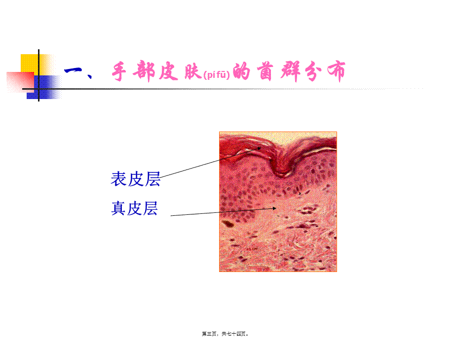 2022年医学专题—手卫生与医院感染的控制(1).ppt_第3页