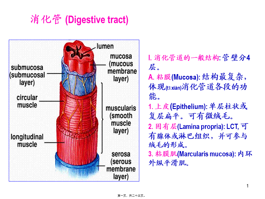 2022年医学专题—K消化管2(1).ppt_第1页