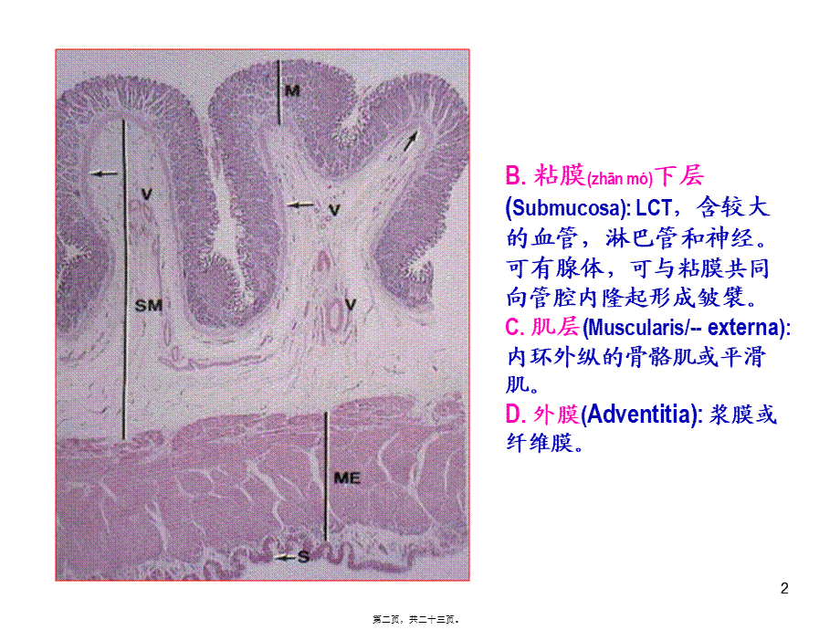 2022年医学专题—K消化管2(1).ppt_第2页