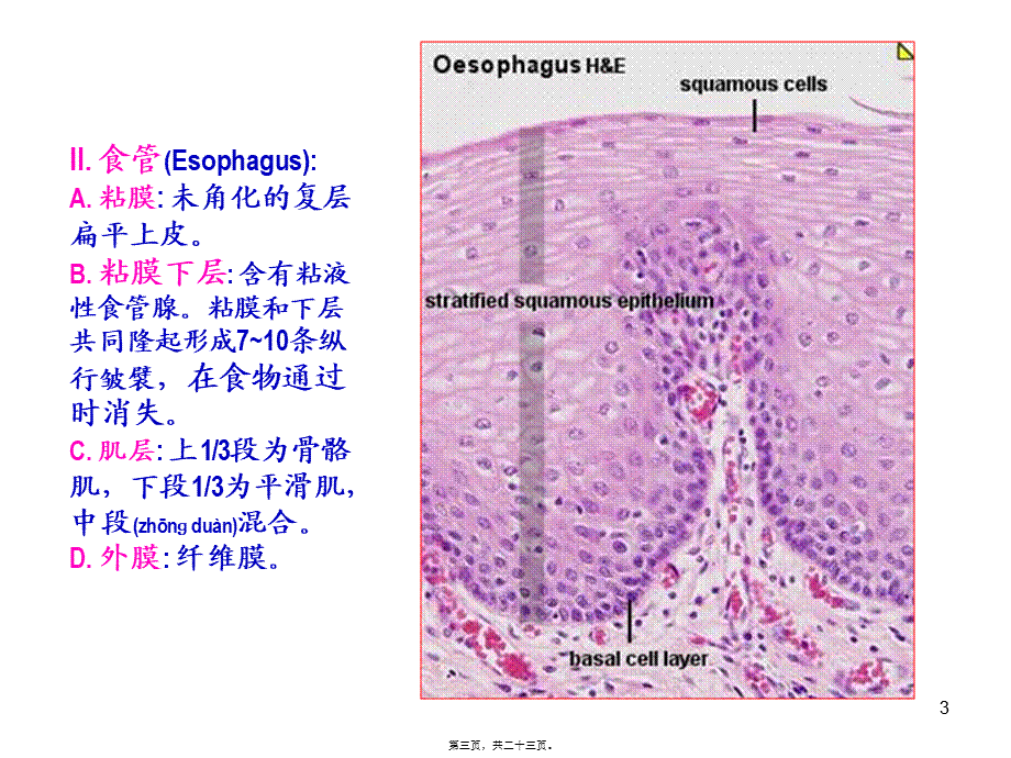 2022年医学专题—K消化管2(1).ppt_第3页