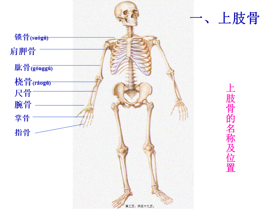 2022年医学专题—上肢骨及其连结、下肢骨及其连结2(1).ppt_第2页