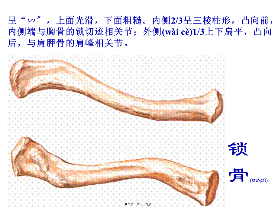 2022年医学专题—上肢骨及其连结、下肢骨及其连结2(1).ppt_第3页