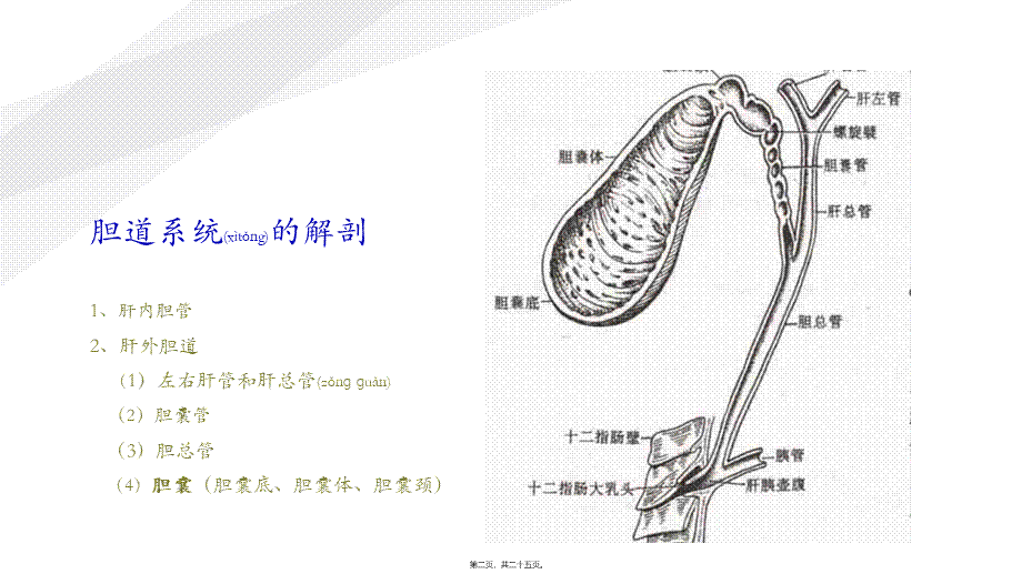 2022年医学专题—胆石症正稿ppt(1).pptx_第2页