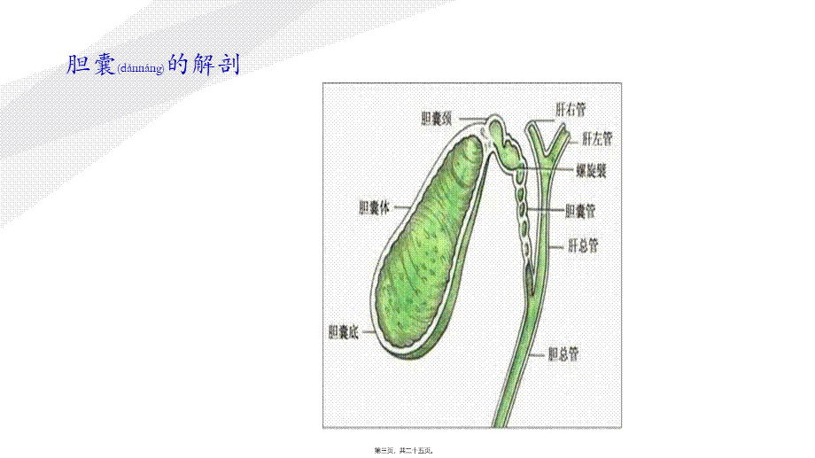 2022年医学专题—胆石症正稿ppt(1).pptx_第3页