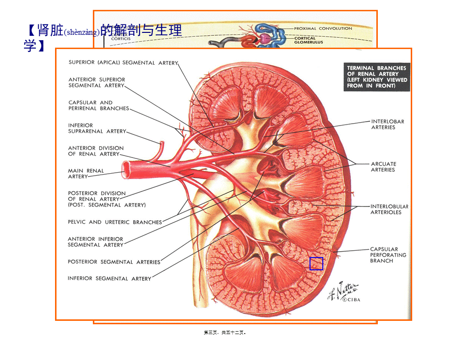 2022年医学专题—利尿药(0)(1).ppt_第3页