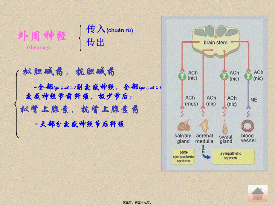 2022年医学专题—胆碱酯酶抑制剂溴新斯的明(1).ppt_第3页